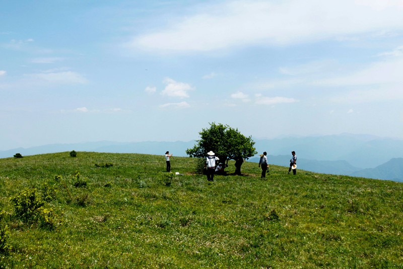 高山草甸2